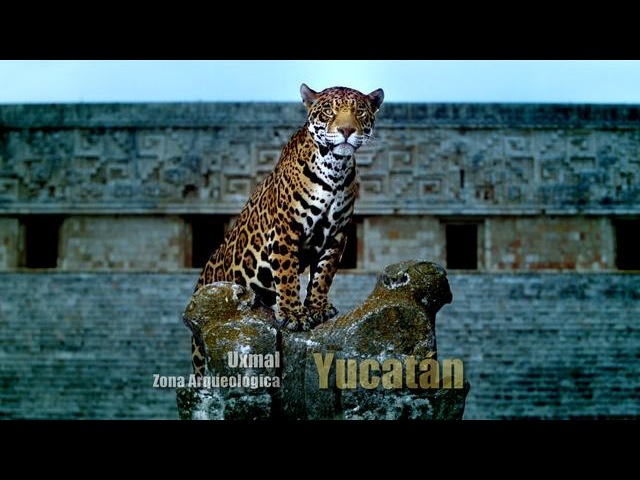 Восхитительная серия видеороликов о Мексике