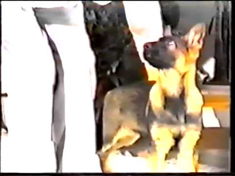 Моменты дрессировки