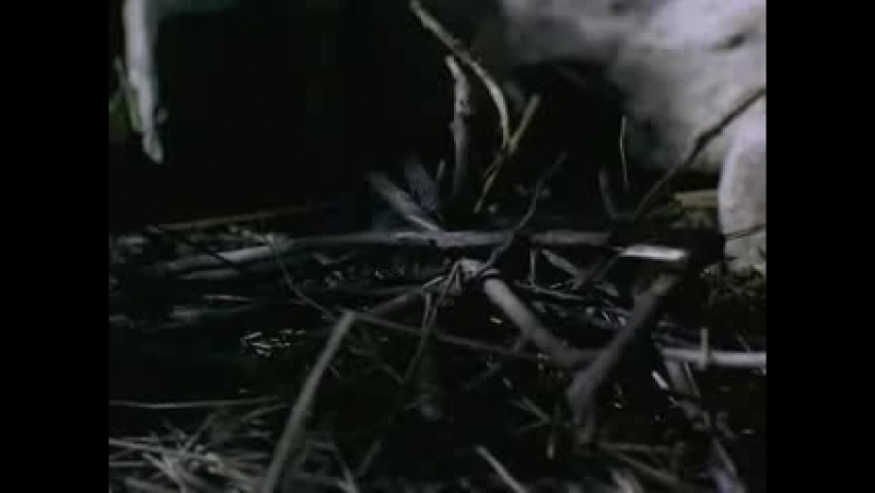 Строго на Юг 2