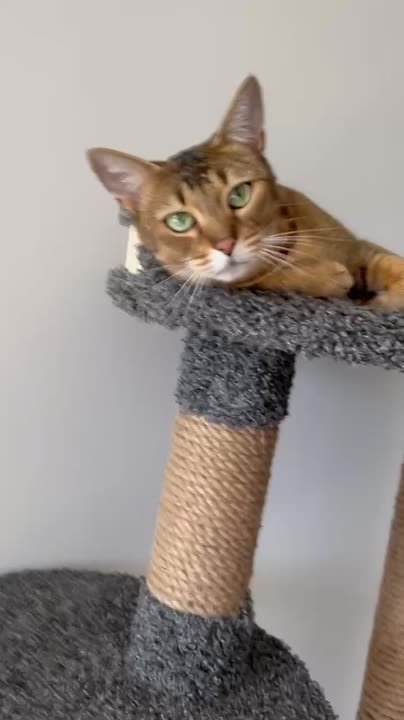 Санса и Тилька