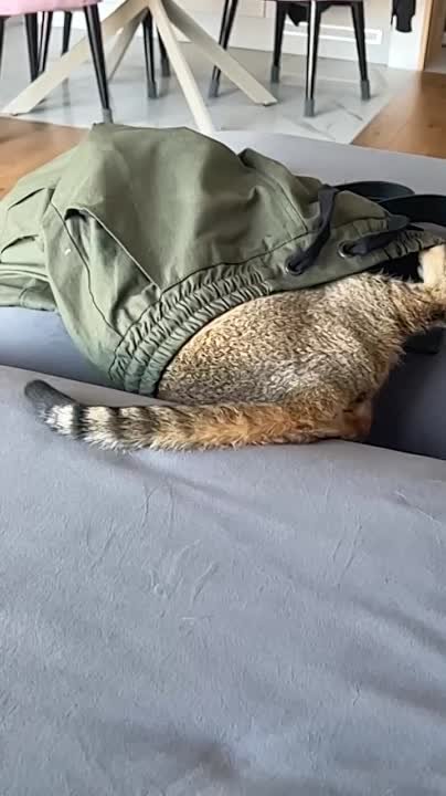 Кошка Санса