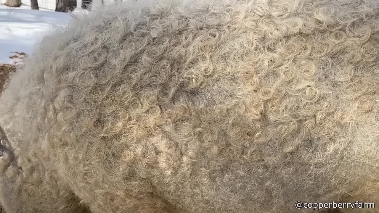 Daily Dose of Animal Videos [DailyDoseOfInternet]