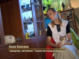 Документальные фильмы о кошках