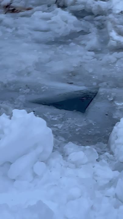 Зелёный патруль