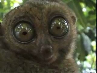 Безумные Коты