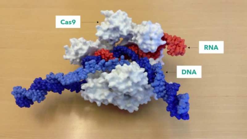 CRISPR/CAS9