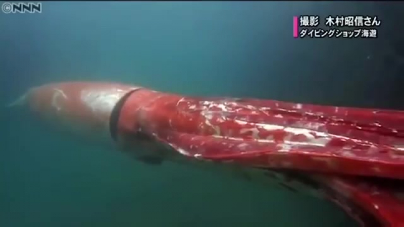 Головоногие моллюски