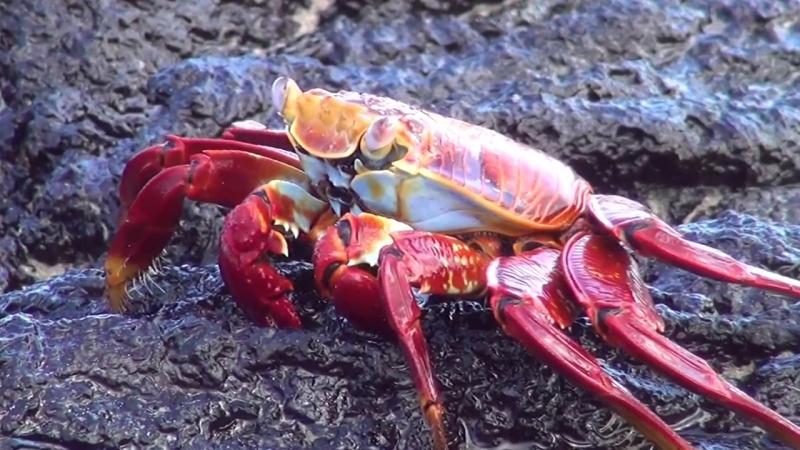 Красный песчаный краб (Grapsus grapsus)