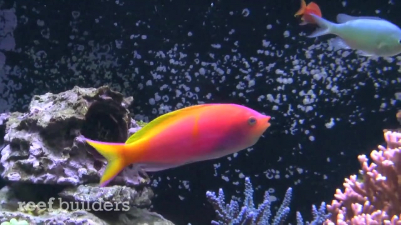 Каменные окуни (Seranidae)