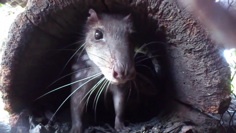 Паки (Cuniculus)