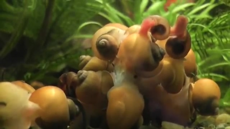 Ампуллярии (Pomacea bridgesii)