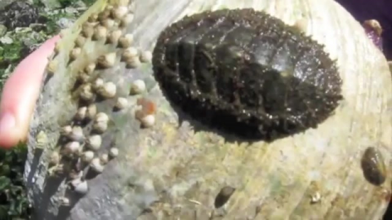 Хитоны (Polyplacophora)