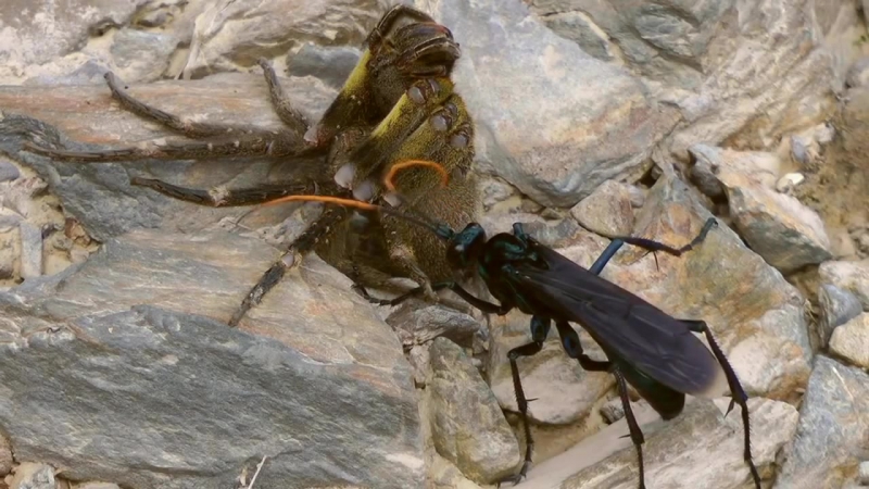 Дорожные осы