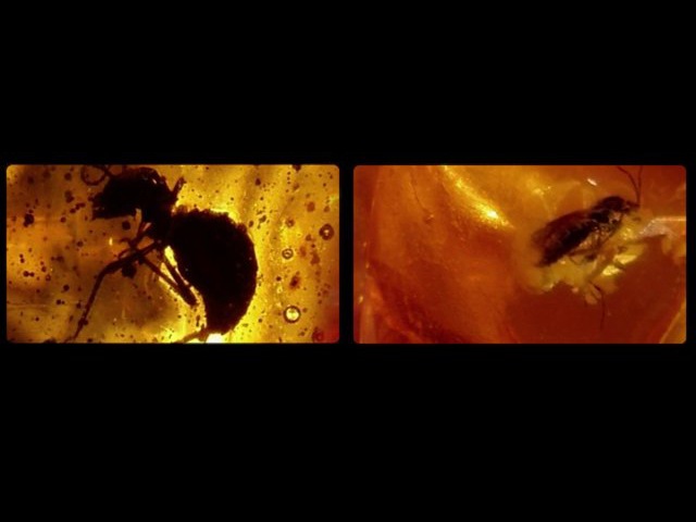 Инклюзы в янтаре