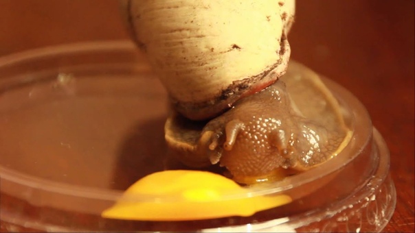 Малакология