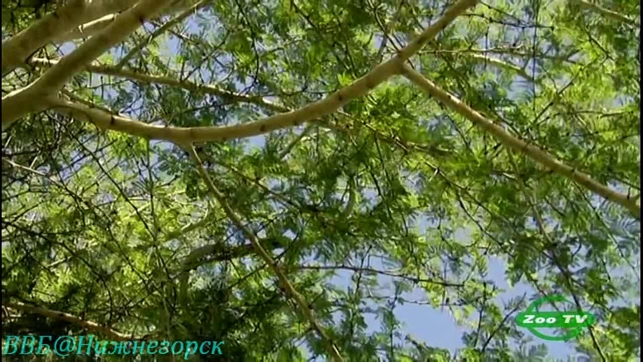 Чёрная мамба