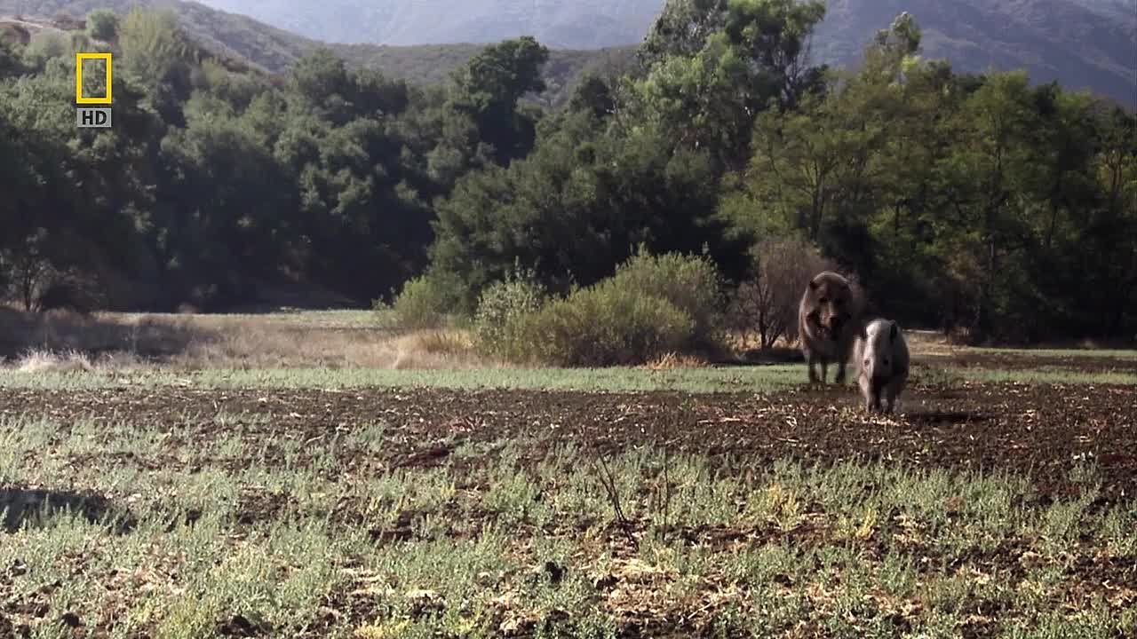 National Geographic: Доисторические хищники