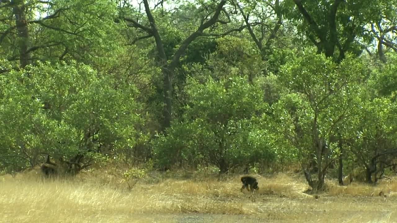 BBC: Как вырастить планету/How to Grow a Planet(2012)