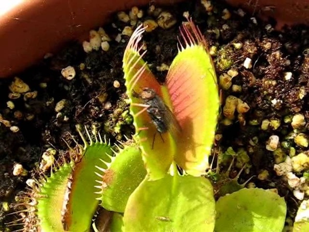 Венерина мухоловка