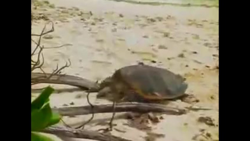 BBC: Брачные игры в мире животных