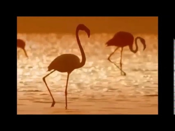 Аудиокнига