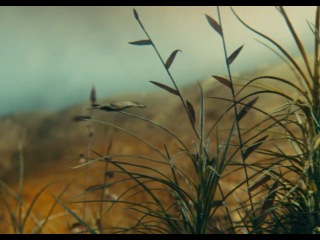 Мультфильмы