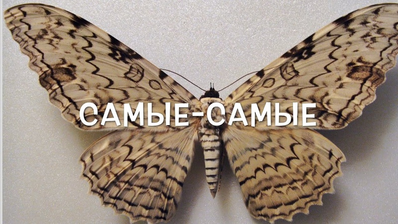 "Поразительная Красота Бабочек"