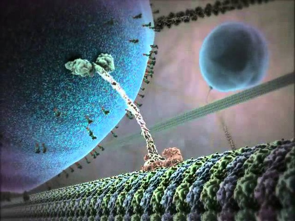 Внутренняя жизнь клетки