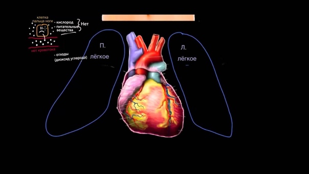 Сердце человека. Познавательные видео от Khan Academy