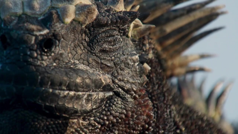 BBC: Планета Земля 2 (2016 год)