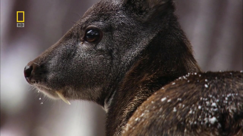 Дикая природа России / Wild Russia