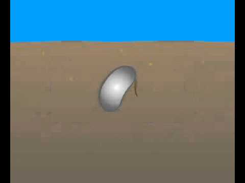 Биология. Растения (короткие ролики)