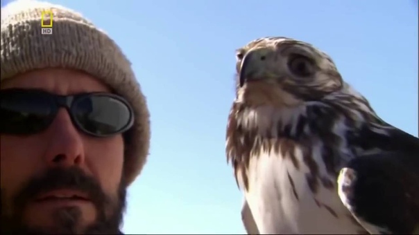 Красота дикой природы (документальные фильмы)