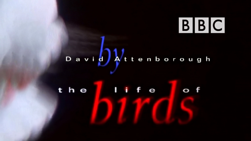 BBC - Жизнь Птиц