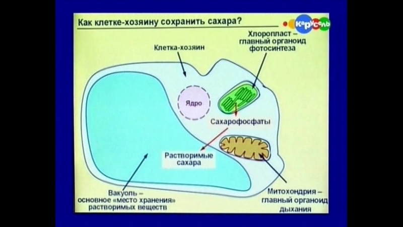 Естествознание для школьников