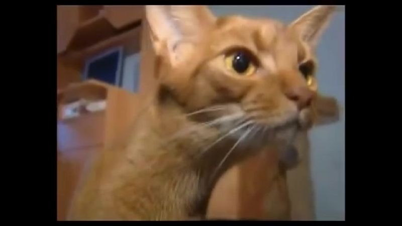 Домашние кошки : Описание породы II