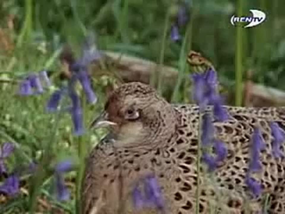 Dikaya  Wild Planet Ren-TV