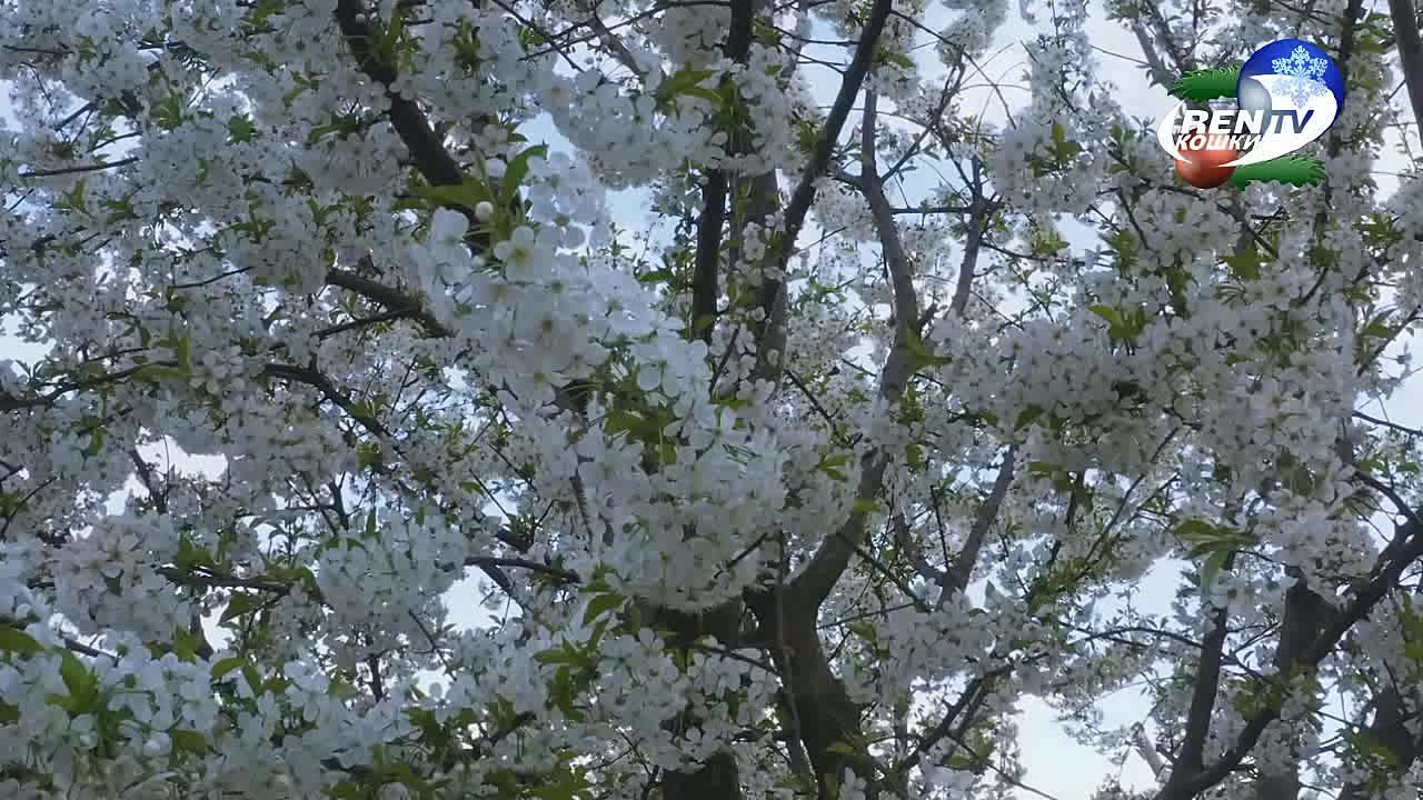 Музыкальный канал REN TV