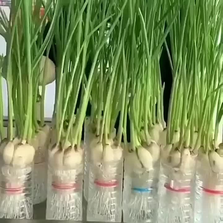 Огород на подоконнике