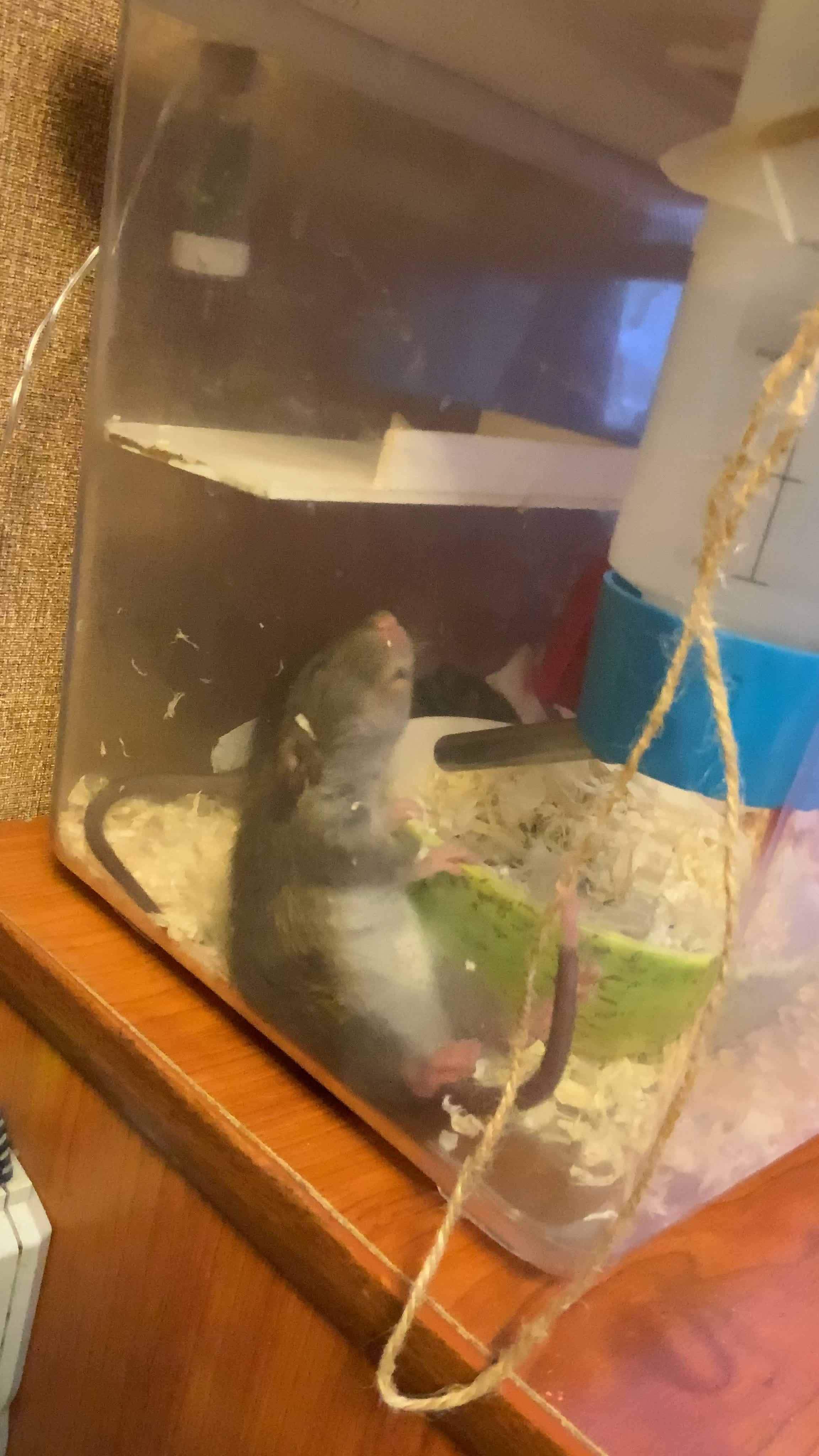 Мои животные