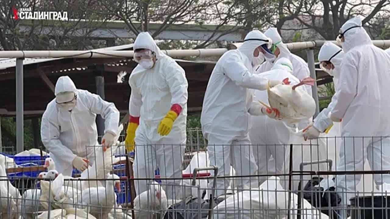 МНЕНИЯ, КРИТИКА ПУТИНА И ЕГО ПРАВИТЕЛЬСТВА, ОПРОСЫ