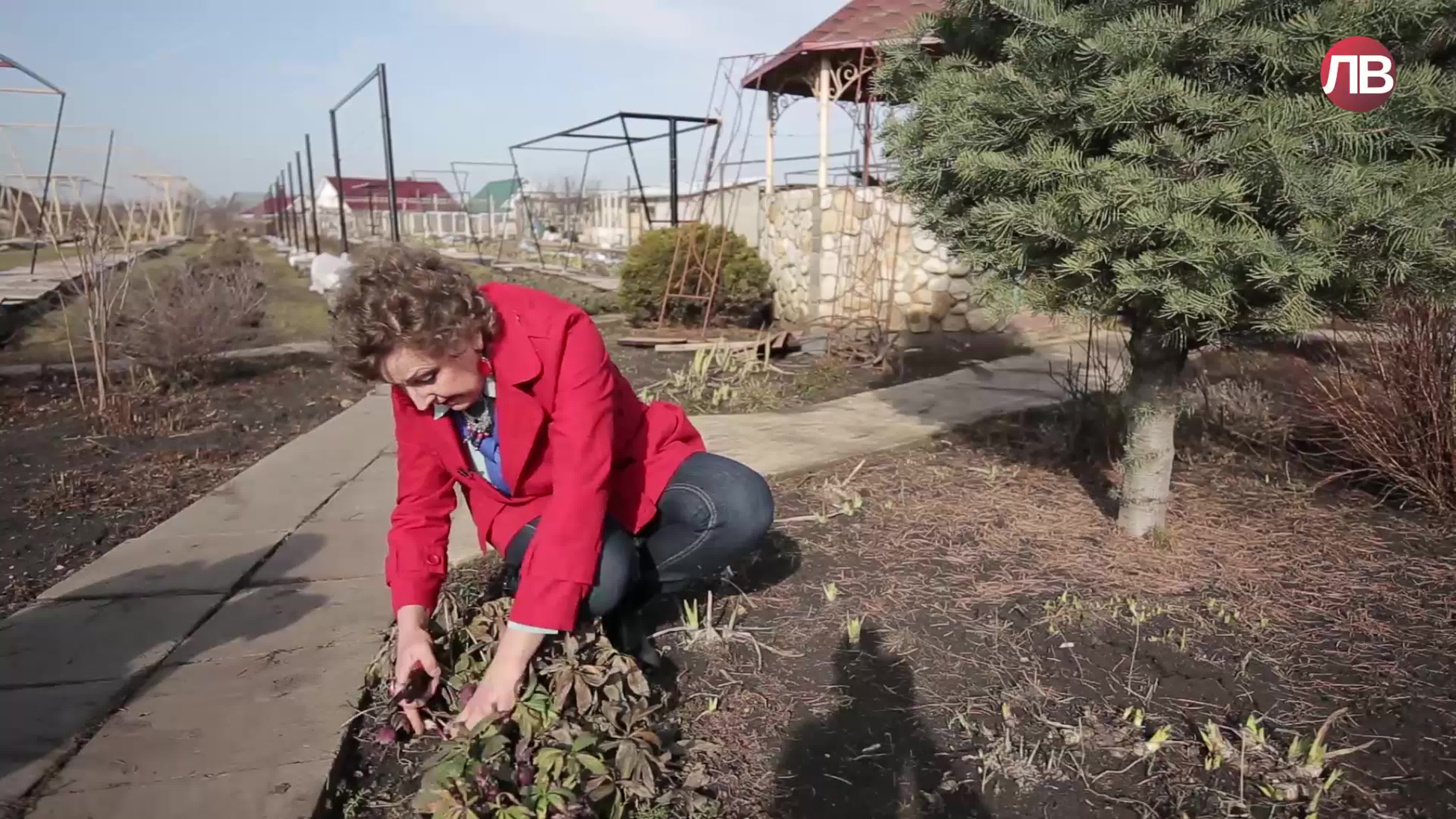 Передача про дачу