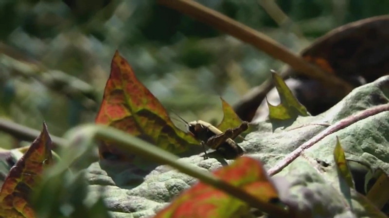 Природа, страны.