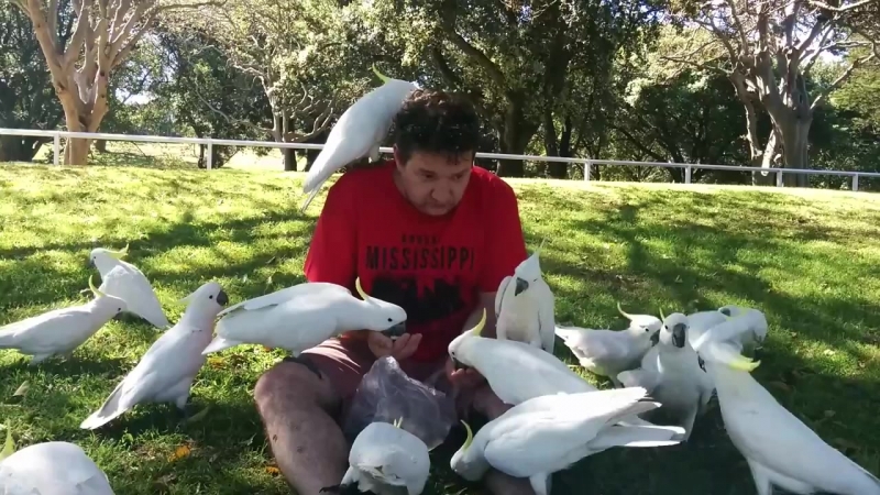 СИДНЕЙ (  попугаи )