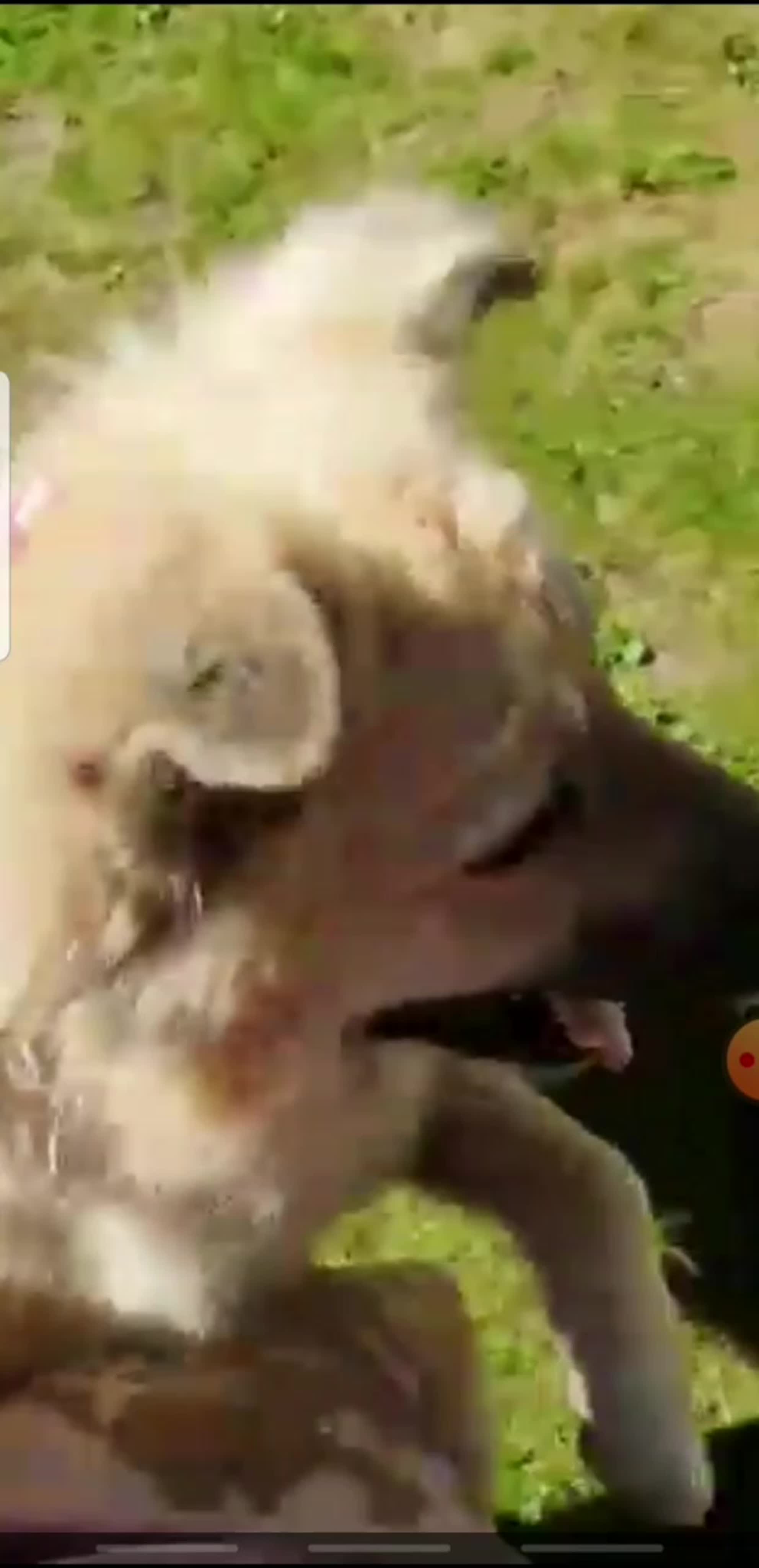 Пух или Мишка #БелыйМишка_АР