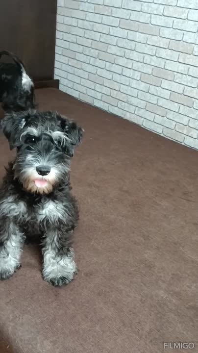 Моя собака.ДИЖОЛЕ ДЕАЛ ХОЛИХЕД(Лада),ч-с,(Санта Книрис Ласкес х Фортуна Минион Жатем Моя Радость) Новос