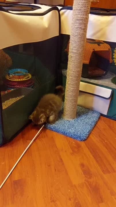 LITTER "O" - 07.11.2023 ИРАКЛИЙ &ХАССИ