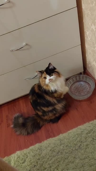 LITTER "G" 07.02.2022 ) ARCHIBALD & EMMANUEL