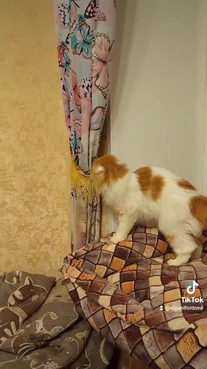 LITTER - К  21/03/2022 ) ARCHIBALD & BERTA)