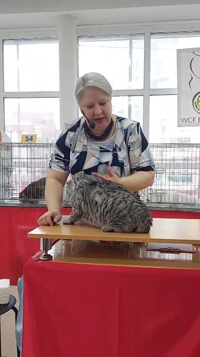 ВЫСТАВКА КОШЕК КЭТ АССОРТИ 12-13 МАРТА 2022 АРХАНГЕЛЬСК